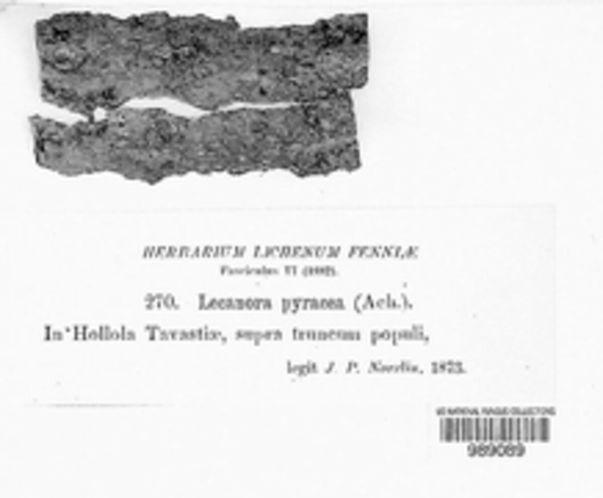Lecanora pyracea image